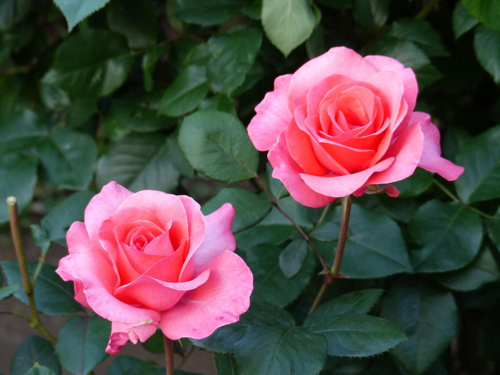 横浜市の花「バラ」でありがとうやおもてなしの気持ちを伝えようのアイキャッチ画像$>