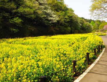 谷戸の菜の花畑1