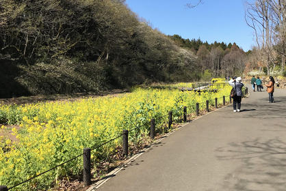 谷戸の菜の花畑1