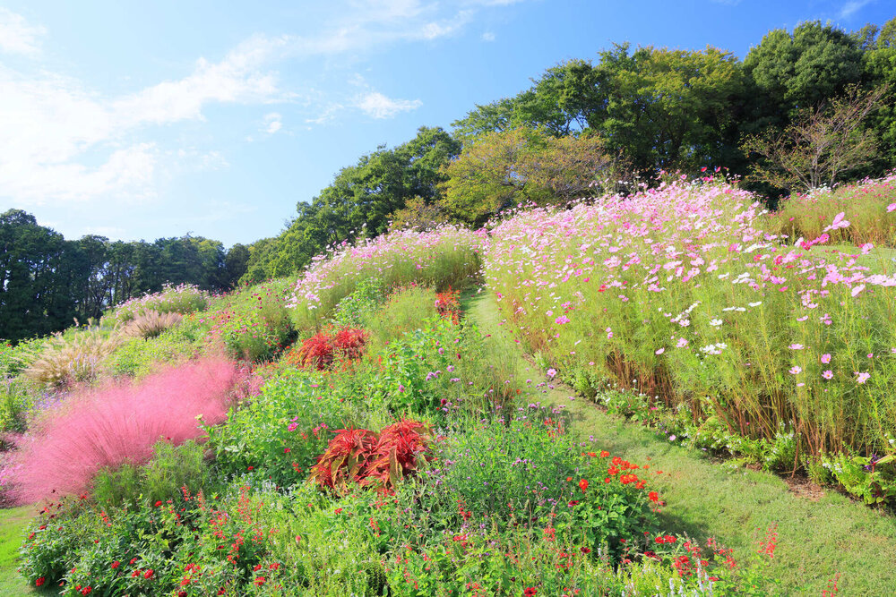 2024年 秋の里山ガーデンフェスタ開催記録のアイキャッチ画像$>