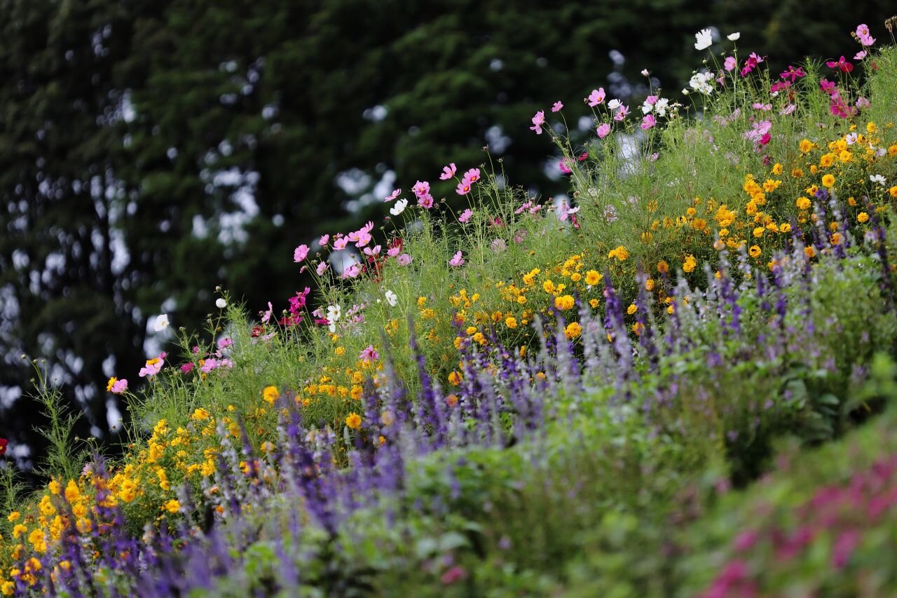 カメラのキタムラ写真教室「あたたかみのある秋の花畑をやさしく撮る