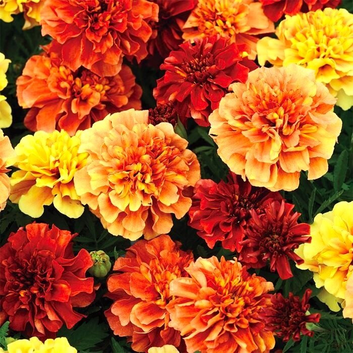 flower_ark_2.jpg